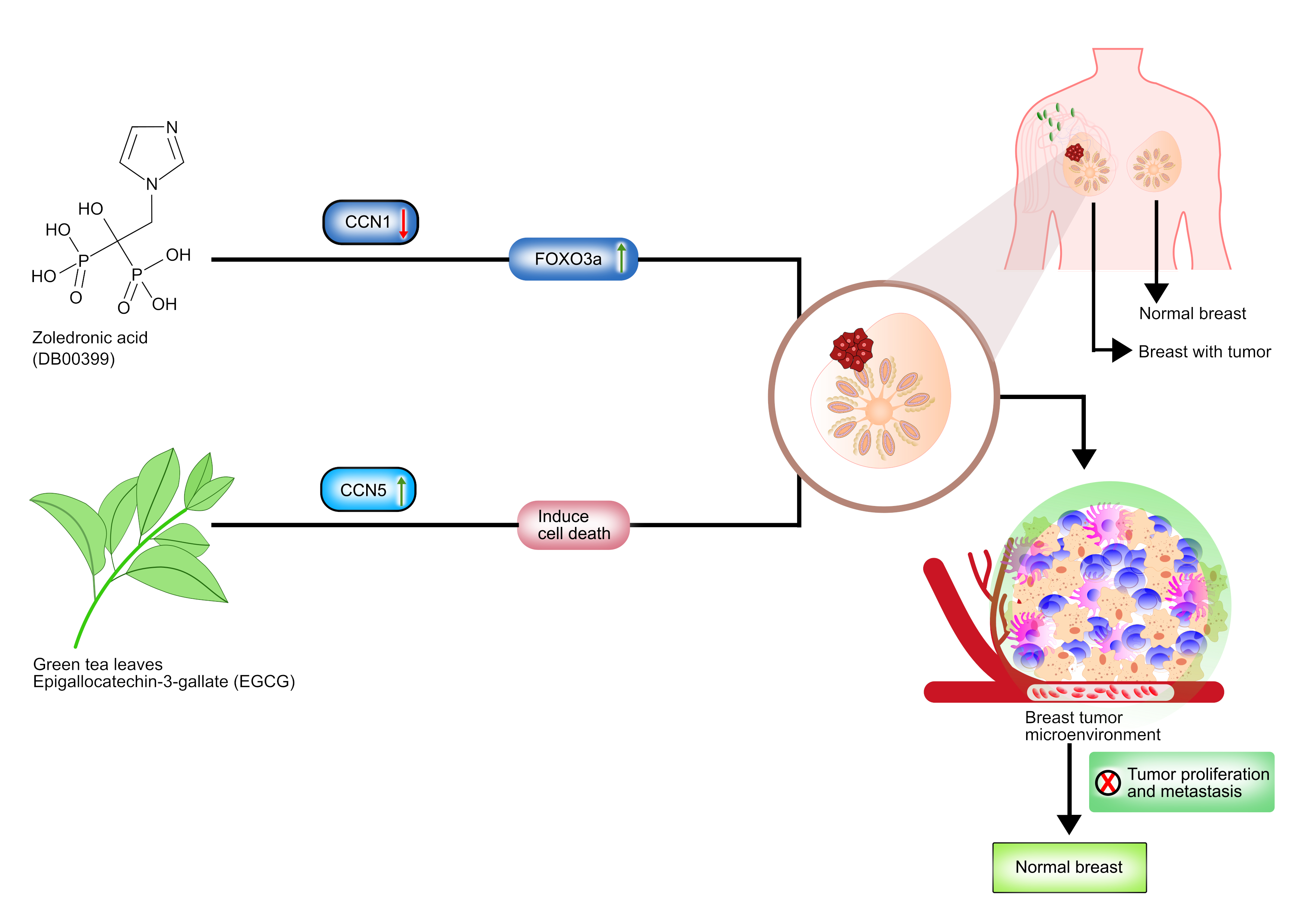 Therapeutics for CCN