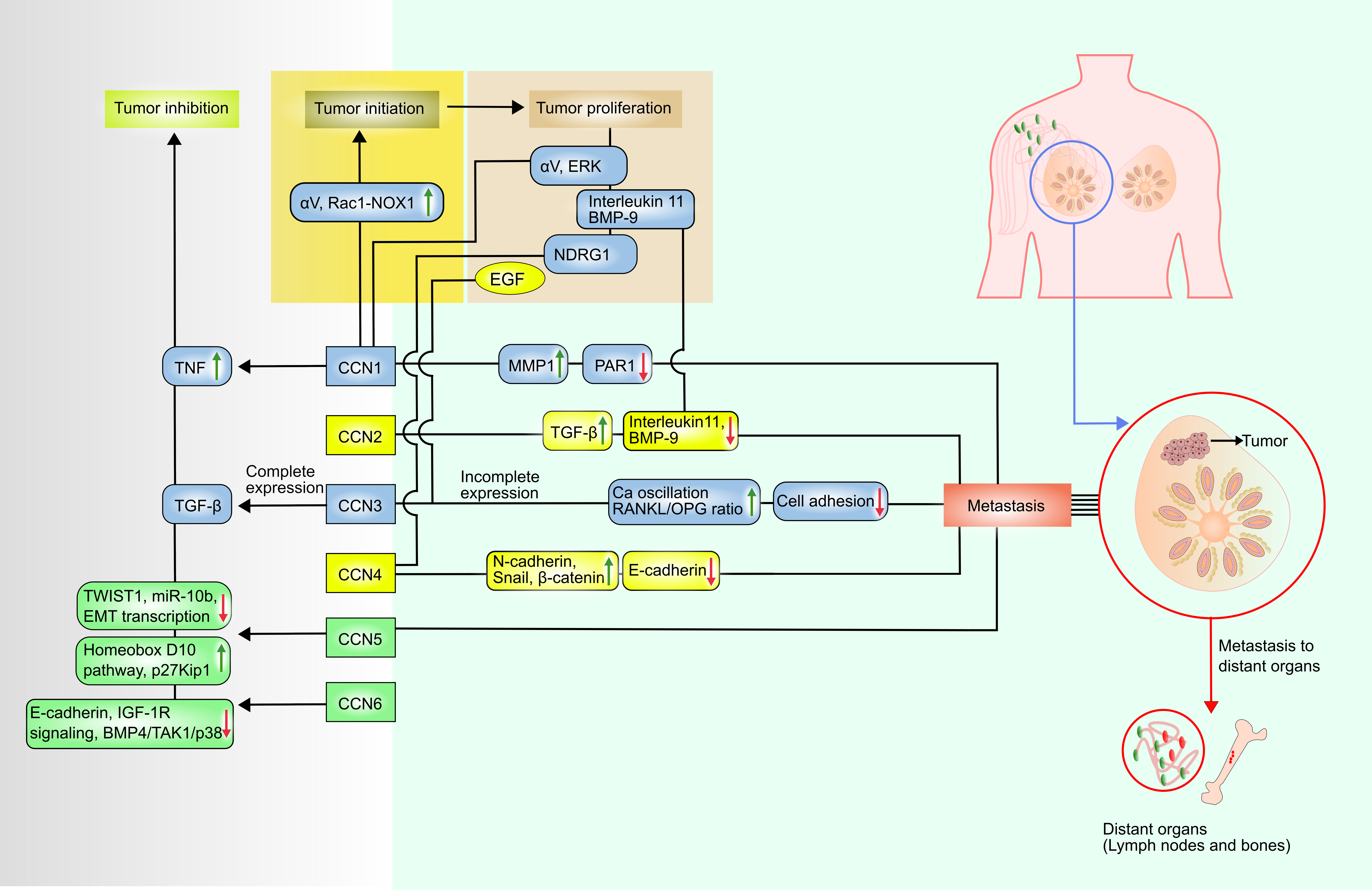 Mechanism of CCN