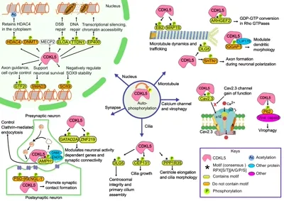 Substrates and Molecular Mechanisms of CDKL5
